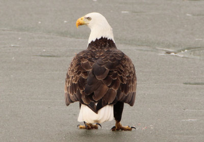 Bald Eagle 