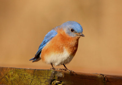 Eastern Bluebird; male