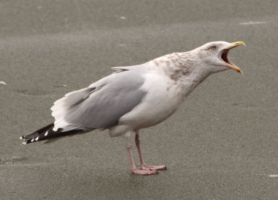 Herring Gull; basic