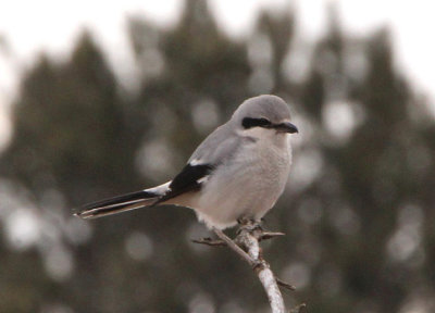 Northern Shrike