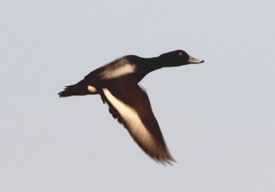 Greater Scaup; male