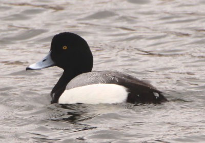 Greater Scaup; male