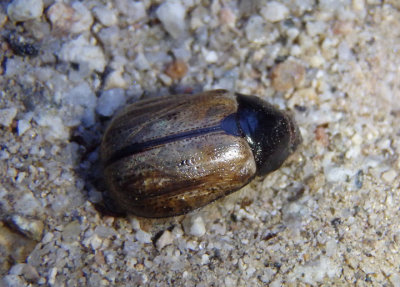 Anomala ellipsis; Shining Leaf Chafer species