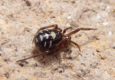 Asagena medialis; Cobweb Spider species