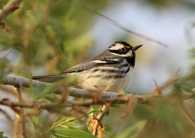 Black-throated Gray Warbler; male