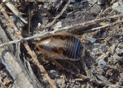 Blattella vaga; Field Cockroach nymph; exotic