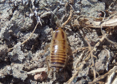 Blattella vaga; Field Cockroach nymph; exotic