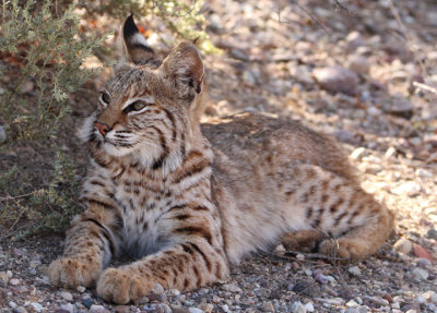 Bobcat