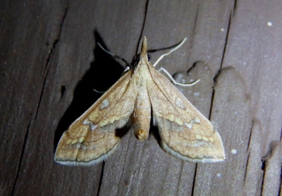 5133 - Choristostigma disputalis; Crambid Snout Moth species