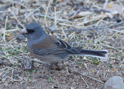 Dark-eyed Pink-sided Junco