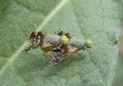 Euaresta bellula; Fruit Fly species