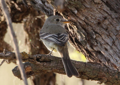 Gray Flycatcher