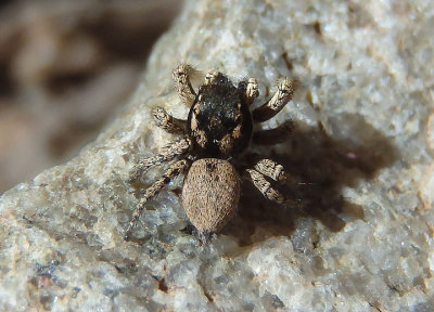Habronattus pugillis; Jumping Spider species; male