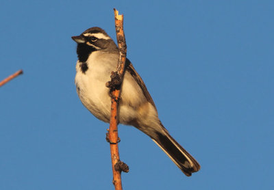 Black-throated Sparrow