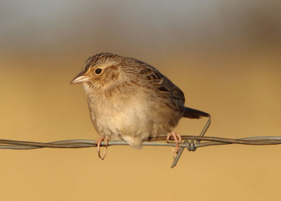 Cassin's Sparrow