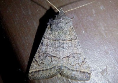 8593 - Cissusa mucronata; Owlet Moth species