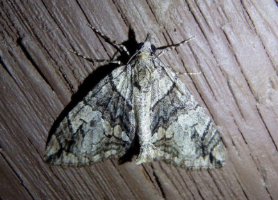 7250 - Hydriomena chiricahuata; Geometrid Moth species