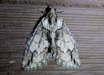 7247 - Hydriomena crokeri; Geometrid Moth species