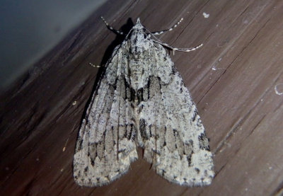 7279 - Ersephila indistincta; Geometrid Moth species