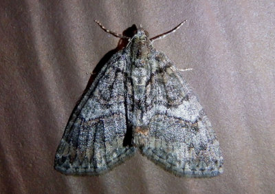 7222-7278 - Hydriomena Geometrid Moth species