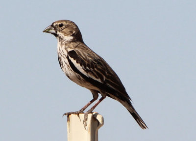 Lark Bunting; transitional male