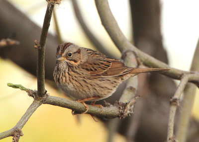 Lincoln's Sparrow