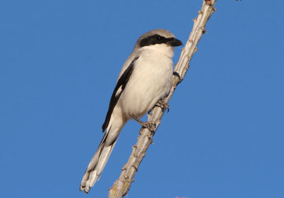 Loggerhead Shrike