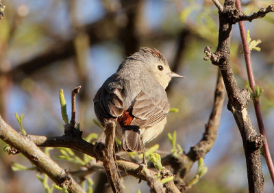 Lucy's Warbler