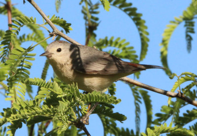 Lucy's Warbler