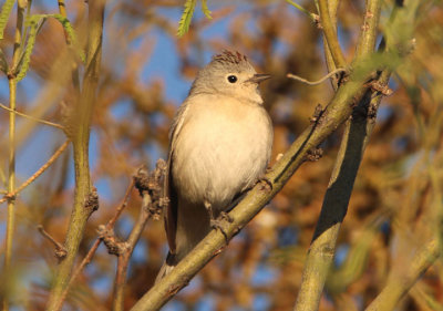 Lucy's Warbler