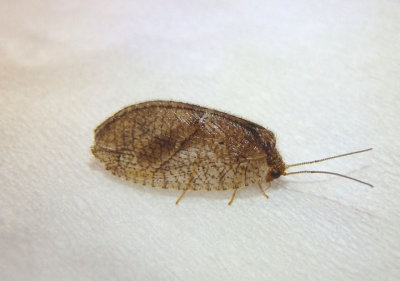 Megalomus Brown Lacewing species