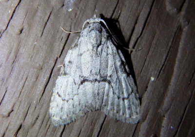 8984 - Meganola minor; Nolid Moth species