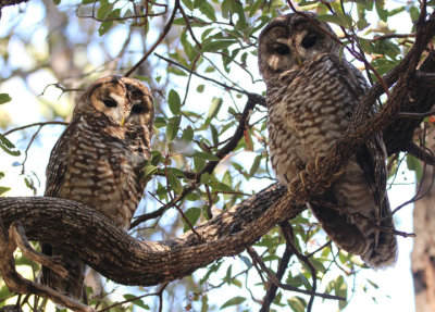 Mexican Spotted Owl pair