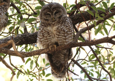 Mexican Spotted Owl 