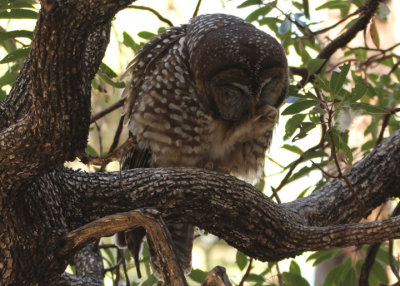 Mexican Spotted Owl 