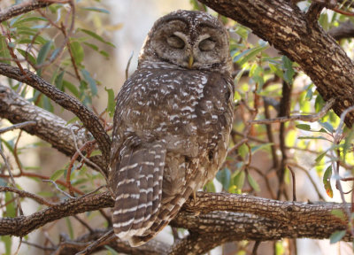 Mexican Spotted Owl 