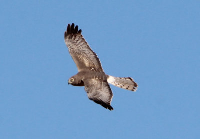 Northern Harrier; male