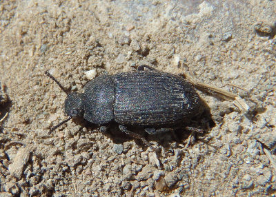 Blapstinus brevicollis; Darkling Beetle species