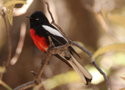 Painted Redstart