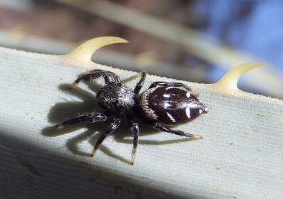 Paraphidippus basalis; Jumping Spider species