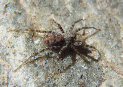 Pardosa Thin-legged Wolf Spider species