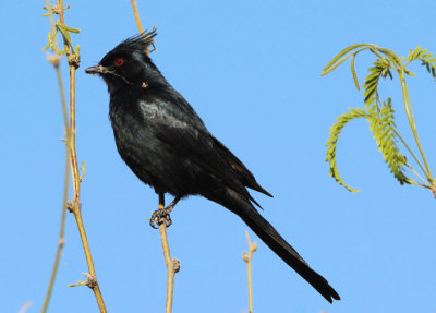 Phainopepla; male