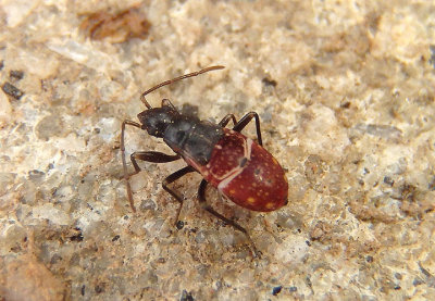 Pseudopamera nitidula; Dirt-colored Seed Bug nymph