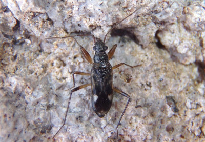 Pseudopamera rubricat; Dirt-colored Seed Bug species
