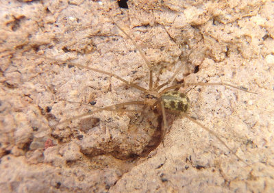 Psilochorus Cellar Spider species