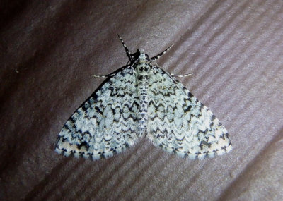 7309 - Spargania viridescens; Geometrid Moth species