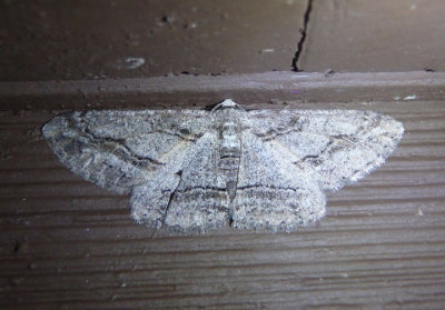 6476 - Stenoporpia graciella; Geometrid Moth species