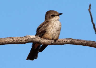 Vermilion Flycatcher; female