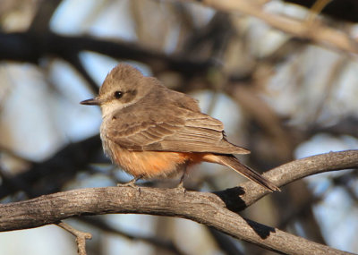 Vermilion Flycatcher; female