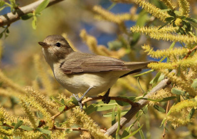 Warbling Vireo